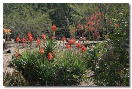Arizona (39)